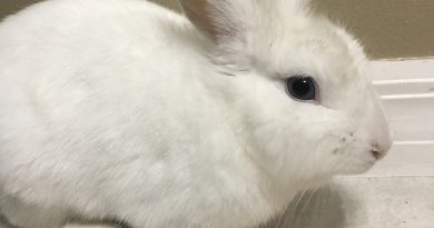 CCL Designs' Foster Bunny