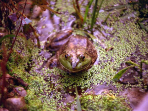 Front of a Frog
