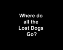 Lost Angels Animal Rescue Lost Angels Animal Rescue