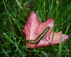 Caterpillar Photograph Caterpillar
