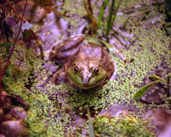 Front of a Frog Front of a Frog
