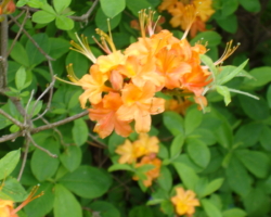 Orange Flower Photograph Orange Flower